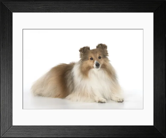 Framed Print : Picture No. 11772771 Framed Print : Picture No. 11772771