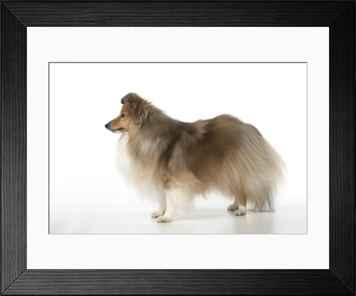 Framed Print : Picture No. 11772772 Framed Print : Picture No. 11772772
