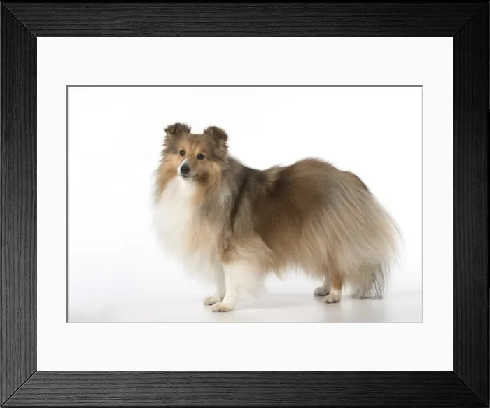Framed Print : Picture No. 11772773 Framed Print : Picture No. 11772773