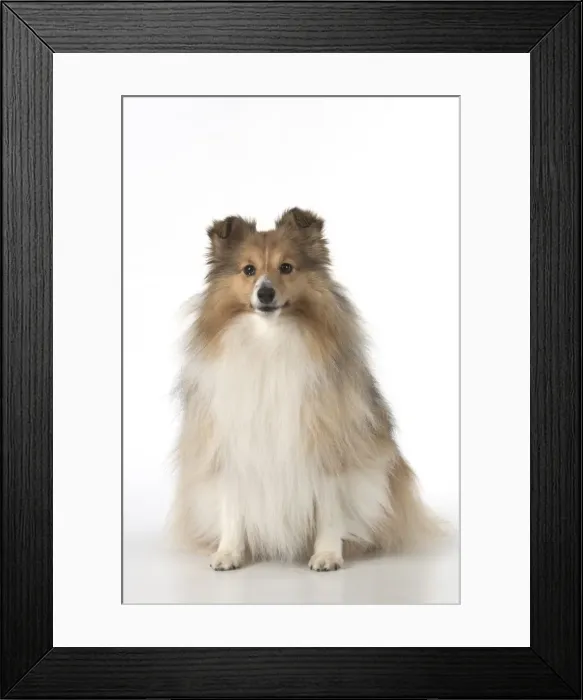 Framed Print : Picture No. 11772774 Framed Print : Picture No. 11772774