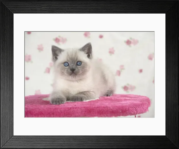 Framed Print : Picture No. 11772777 Framed Print : Picture No. 11772777
