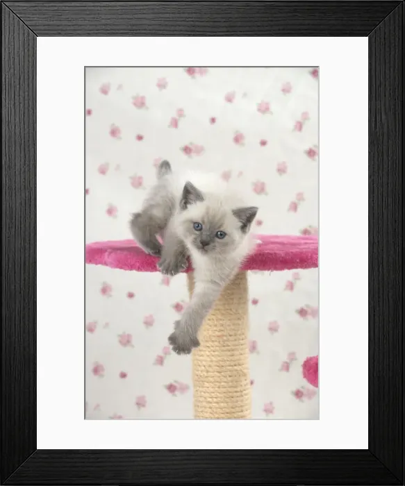 Framed Print : Picture No. 11772778 Framed Print : Picture No. 11772778