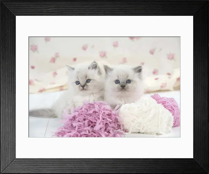 Framed Print : Picture No. 11772779 Framed Print : Picture No. 11772779