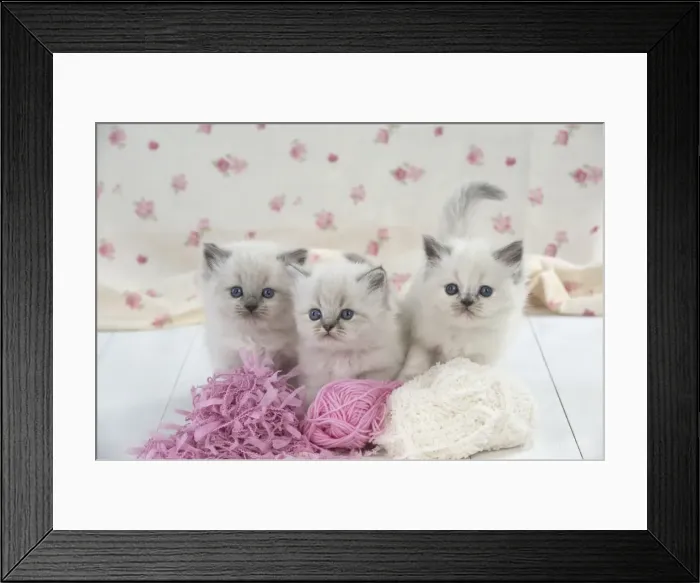 Framed Print : Picture No. 11772780 Framed Print : Picture No. 11772780