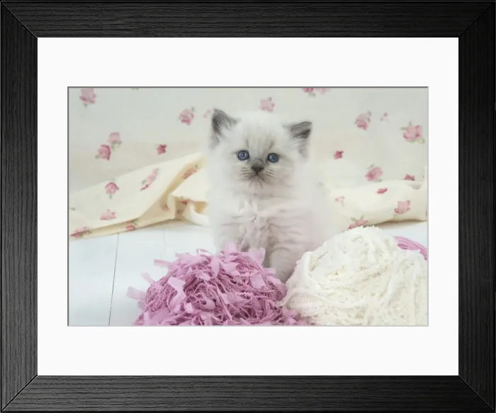 Framed Print : Picture No. 11772781 Framed Print : Picture No. 11772781