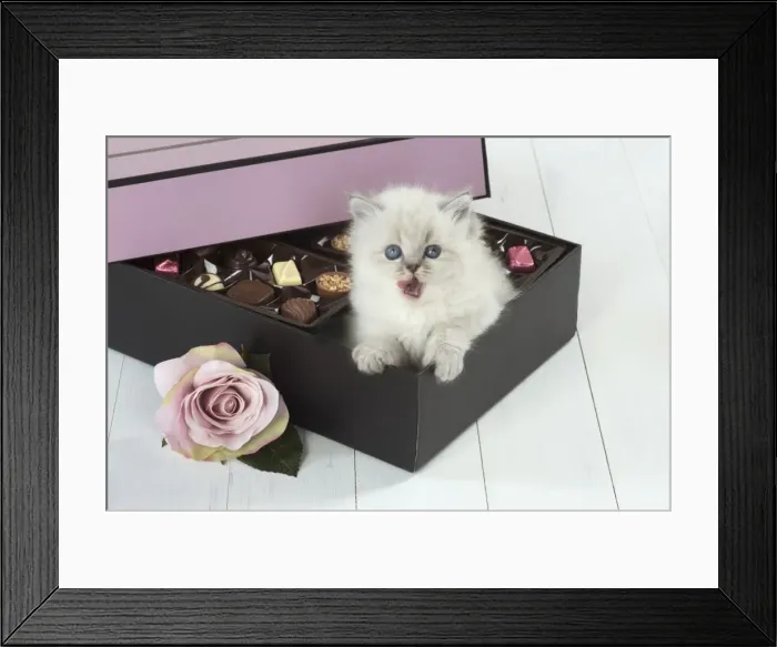 Framed Print : Picture No. 11772782 Framed Print : Picture No. 11772782
