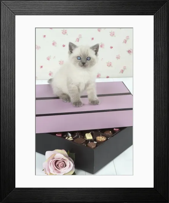Framed Print : Picture No. 11772783 Framed Print : Picture No. 11772783