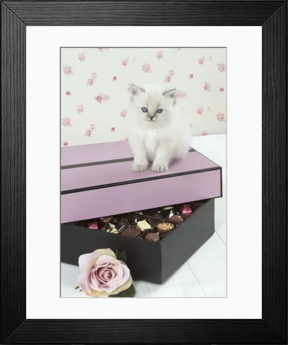 Framed Print : Picture No. 11772784 Framed Print : Picture No. 11772784