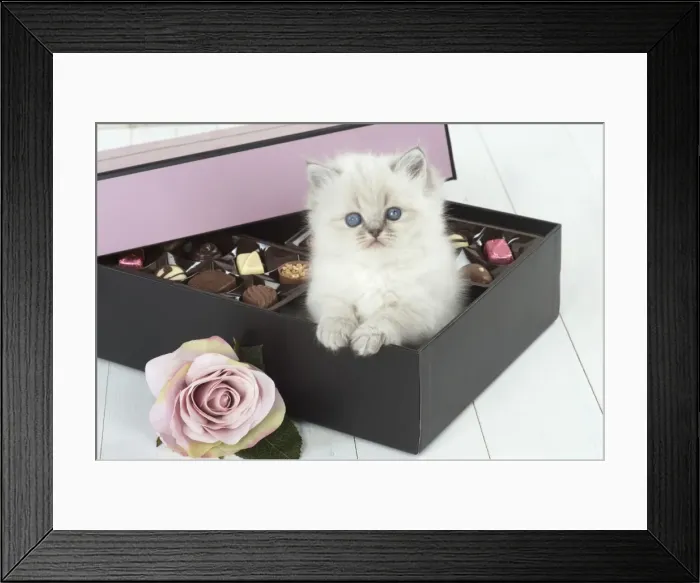 Framed Print : Picture No. 11772785