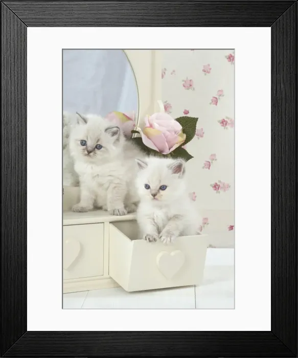 Framed Print : Picture No. 11772786 Framed Print : Picture No. 11772786