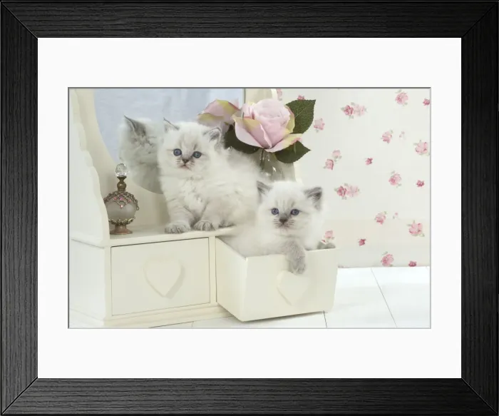 Framed Print : Picture No. 11772787 Framed Print : Picture No. 11772787