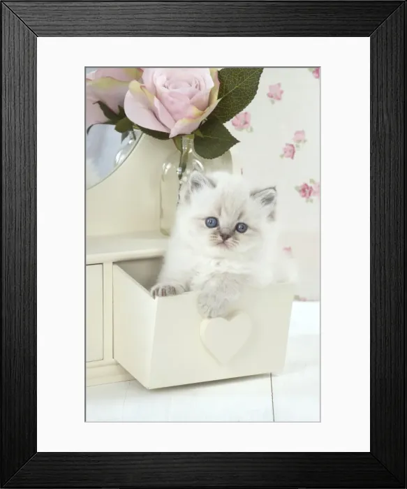 Framed Print : Picture No. 11772788 Framed Print : Picture No. 11772788