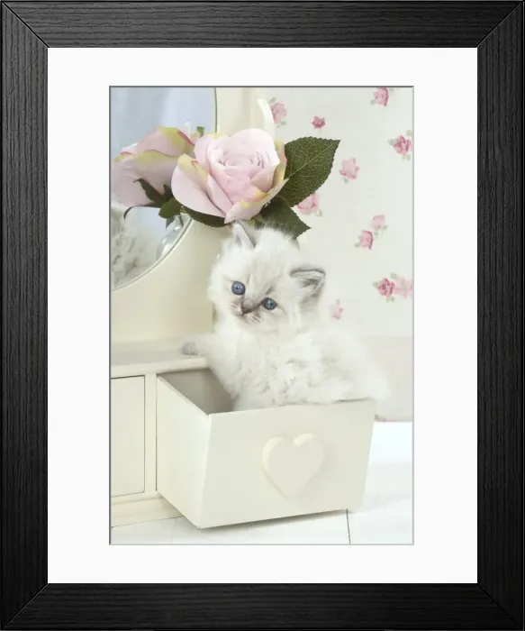 Framed Print : Picture No. 11772789 Framed Print : Picture No. 11772789