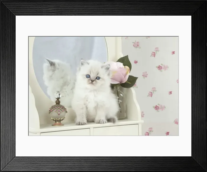 Framed Print : Picture No. 11772790 Framed Print : Picture No. 11772790