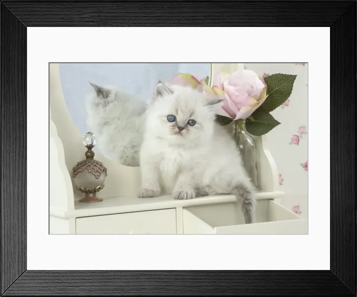 Framed Print : Picture No. 11772791 Framed Print : Picture No. 11772791
