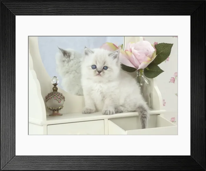 Framed Print : Picture No. 11772792 Framed Print : Picture No. 11772792