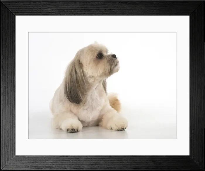 Framed Print : Picture No. 11772793 Framed Print : Picture No. 11772793