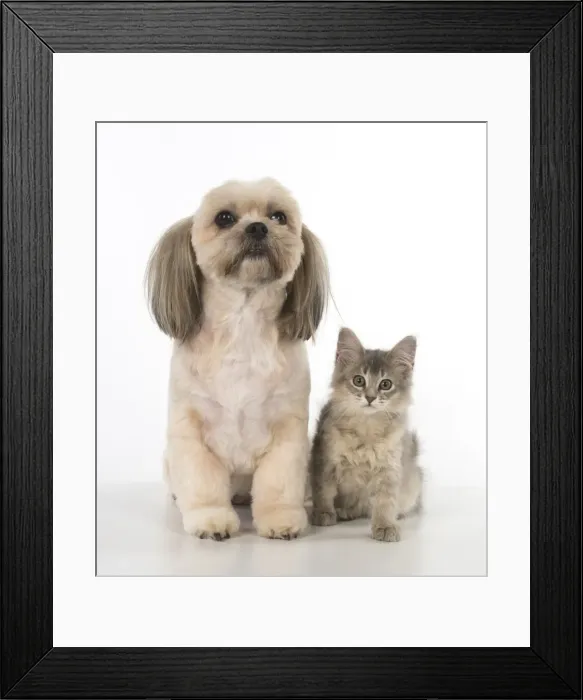 Framed Print : Picture No. 11772796 Framed Print : Picture No. 11772796