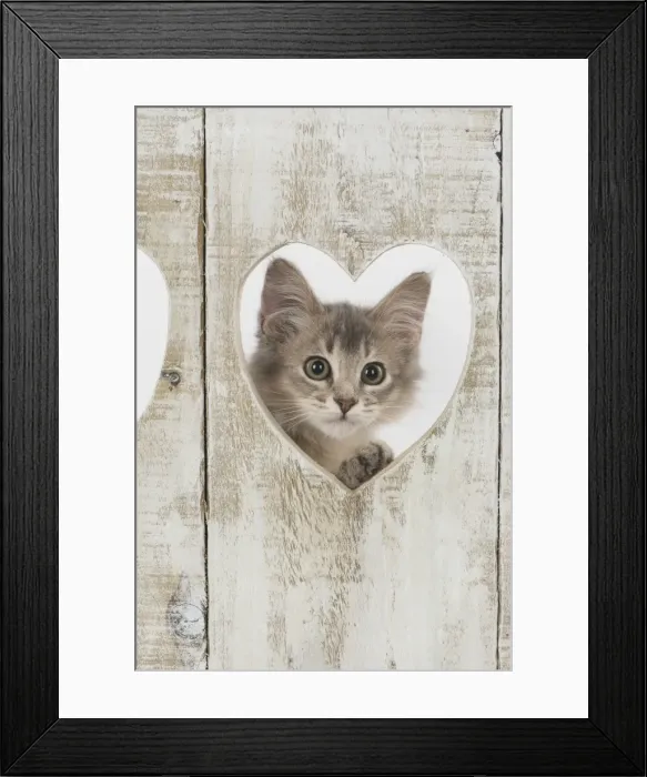 Framed Print : Picture No. 11772799 Framed Print : Picture No. 11772799