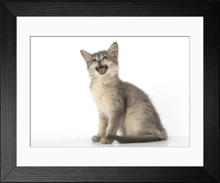 Framed Print : Picture No. 11772805 Framed Print : Picture No. 11772805