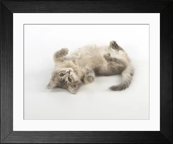 Framed Print : Picture No. 11772806 Framed Print : Picture No. 11772806