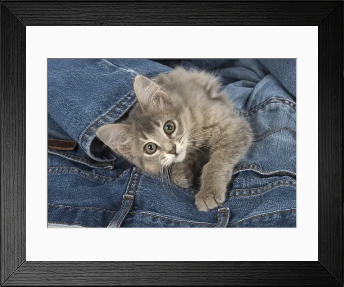 Framed Print : Picture No. 11772808 Framed Print : Picture No. 11772808