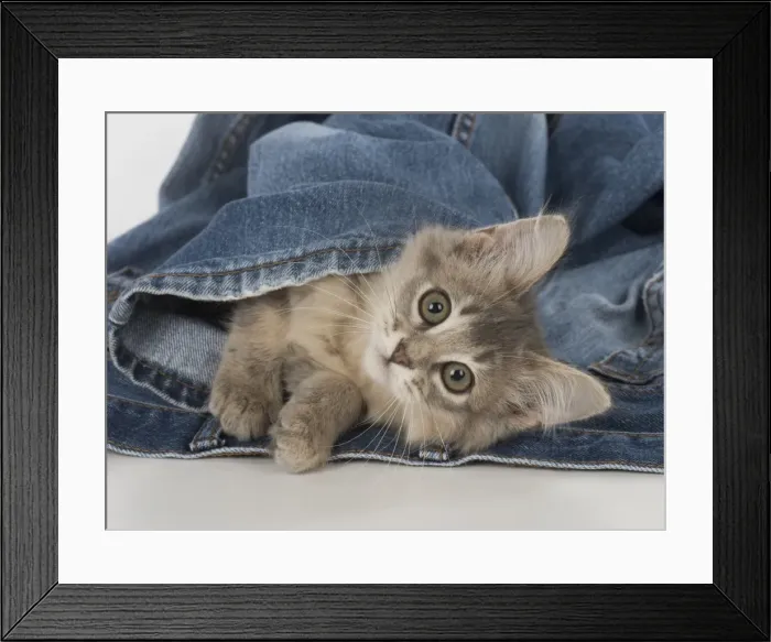 Framed Print : Picture No. 11772810 Framed Print : Picture No. 11772810