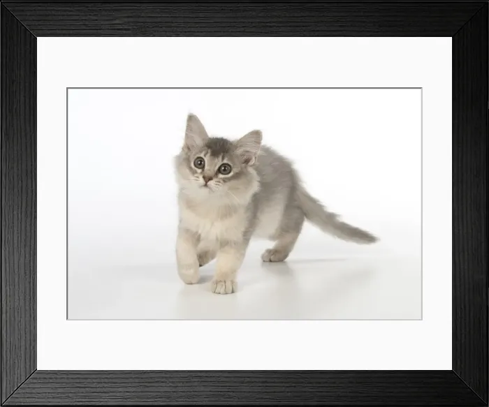 Framed Print : Picture No. 11772811 Framed Print : Picture No. 11772811