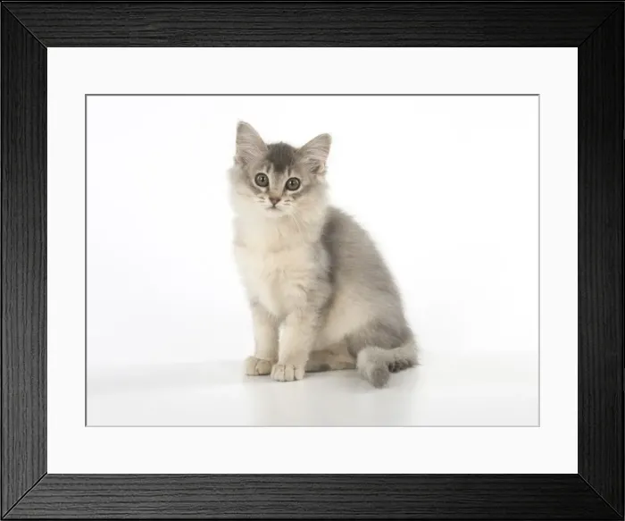 Framed Print : Picture No. 11772812 Framed Print : Picture No. 11772812
