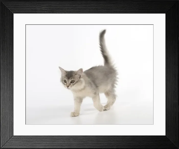 Framed Print : Picture No. 11772813 Framed Print : Picture No. 11772813