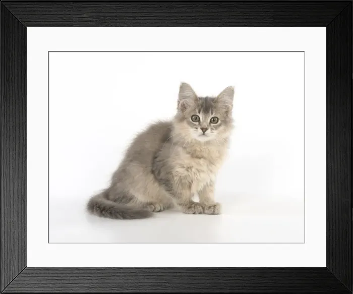 Framed Print : Picture No. 11772814 Framed Print : Picture No. 11772814