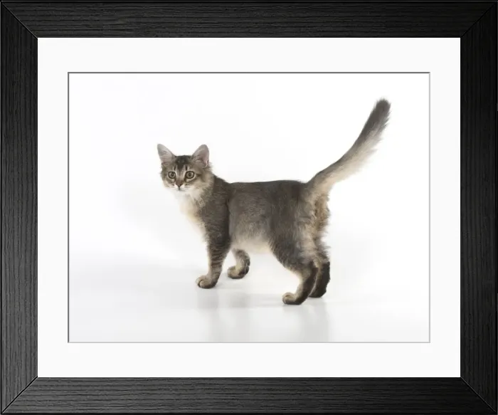Framed Print : Picture No. 11772816 Framed Print : Picture No. 11772816