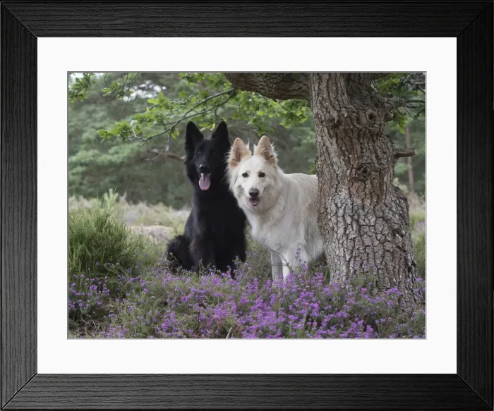Framed Print : Picture No. 11772819 Framed Print : Picture No. 11772819