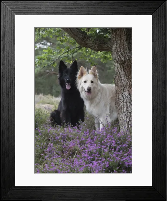 Framed Print : Picture No. 11772820 Framed Print : Picture No. 11772820