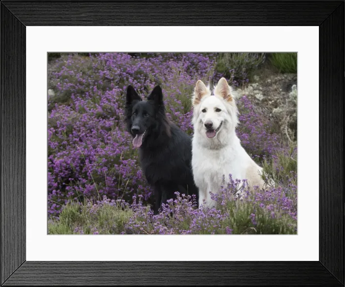 Framed Print : Picture No. 11772821 Framed Print : Picture No. 11772821