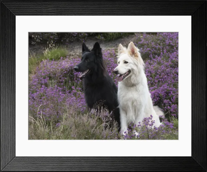 Framed Print : Picture No. 11772822 Framed Print : Picture No. 11772822