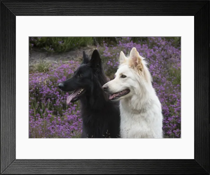 Framed Print : Picture No. 11772823 Framed Print : Picture No. 11772823
