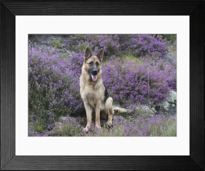 Framed Print : Picture No. 11772825 Framed Print : Picture No. 11772825