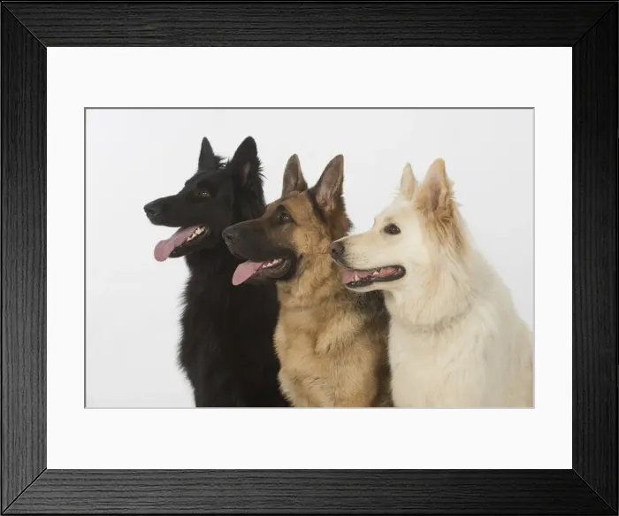 Framed Print : Picture No. 11772832 Framed Print : Picture No. 11772832