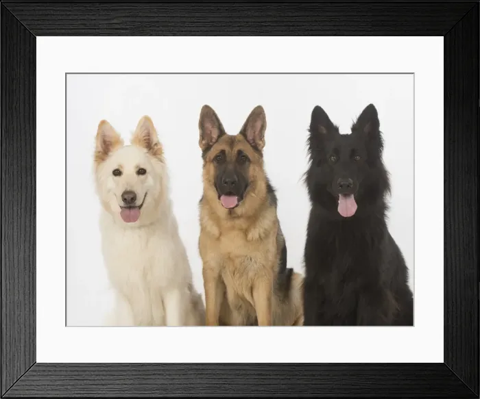 Framed Print : Picture No. 11772834 Framed Print : Picture No. 11772834