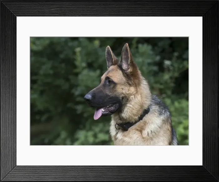 Framed Print : Picture No. 11772838 Framed Print : Picture No. 11772838