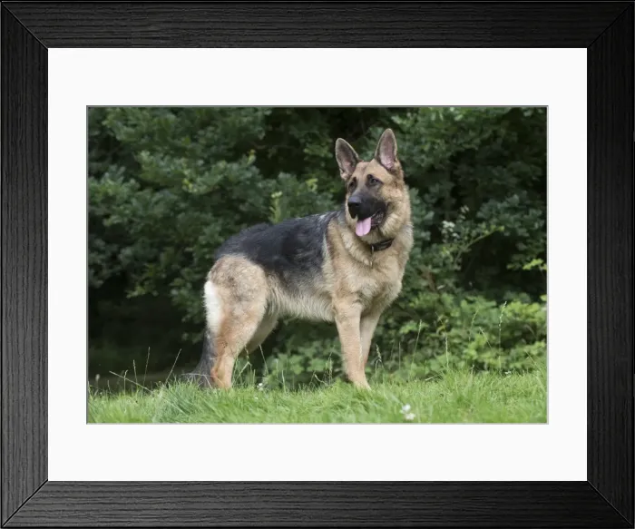 Framed Print : Picture No. 11772839 Framed Print : Picture No. 11772839