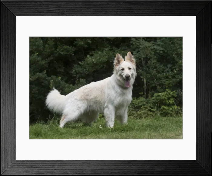 Framed Print : Picture No. 11772842 Framed Print : Picture No. 11772842
