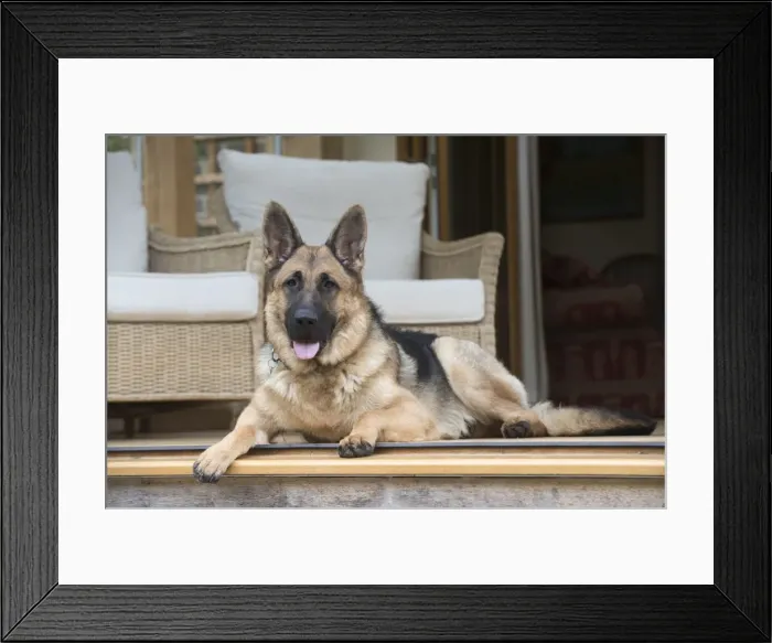 Framed Print : Picture No. 11772845