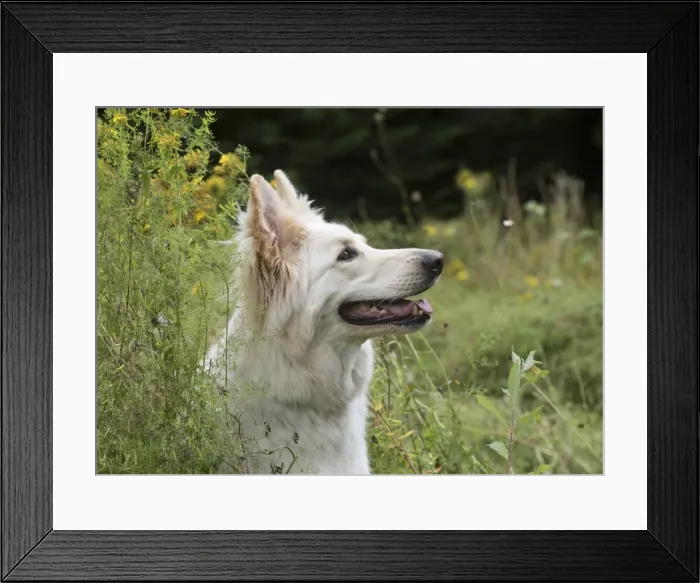Framed Print : Picture No. 11772848 Framed Print : Picture No. 11772848