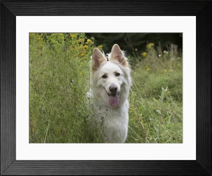 Framed Print : Picture No. 11772849 Framed Print : Picture No. 11772849