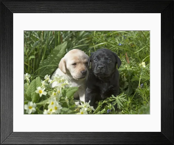 Framed Print : Picture No. 11772851 Framed Print : Picture No. 11772851