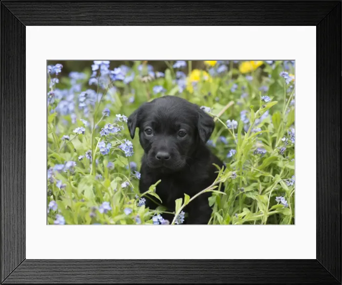 Framed Print : Picture No. 11772855 Framed Print : Picture No. 11772855