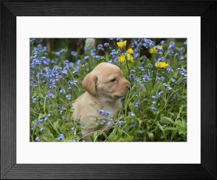 Framed Print : Picture No. 11772857 Framed Print : Picture No. 11772857