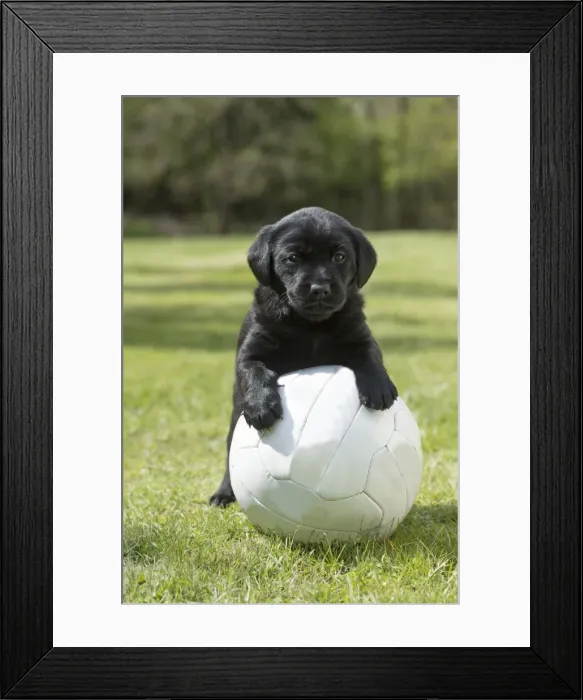 Framed Print : Picture No. 11772859 Framed Print : Picture No. 11772859